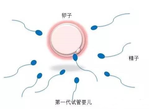 胚胎实验室主任